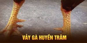 Tìm hiểu vảy gà huyền trâm